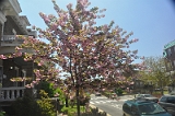 Kwanzan Cherry Tree 2011 03